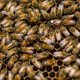 Eastern honeybees at the Ginza Honey Bee Project in Tokyo, Japan in 2014.